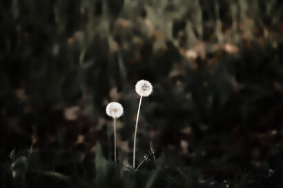 2 sisters  - a Photographic Art Artowrk by christophe Zambiasi